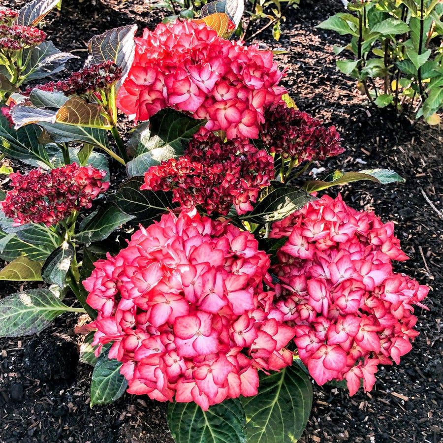 Hydrangea Macrophylla 'kimono' - View 33 from www redcrocus com