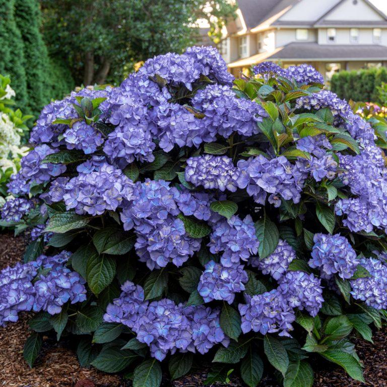 Hydrangea Macrophylla 'kimono' - View 3 from www redcrocus com