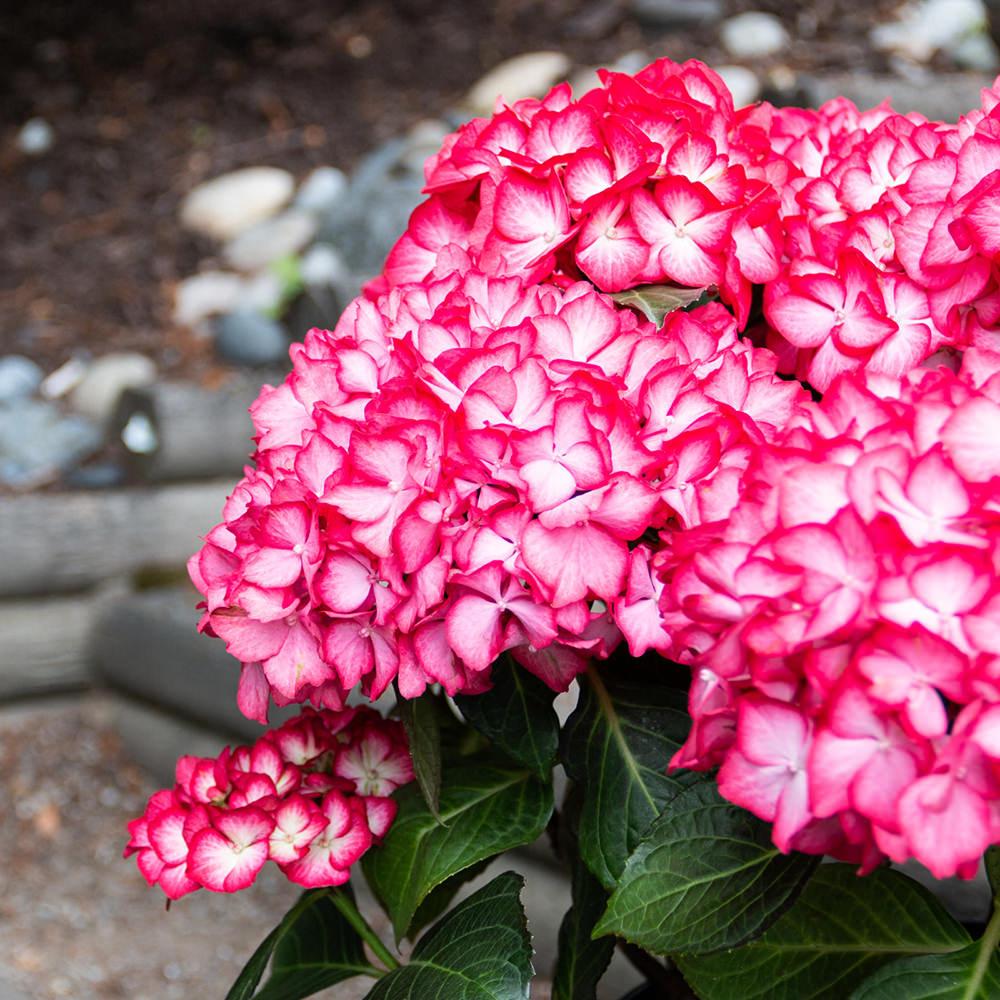 Hydrangea Macrophylla 'kimono' - View 4 from www redcrocus com
