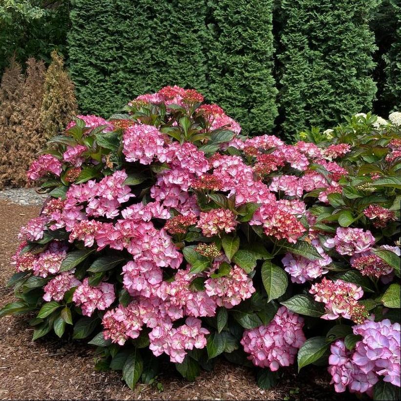 Hydrangea Macrophylla 'kimono' - View 5 from www redcrocus com