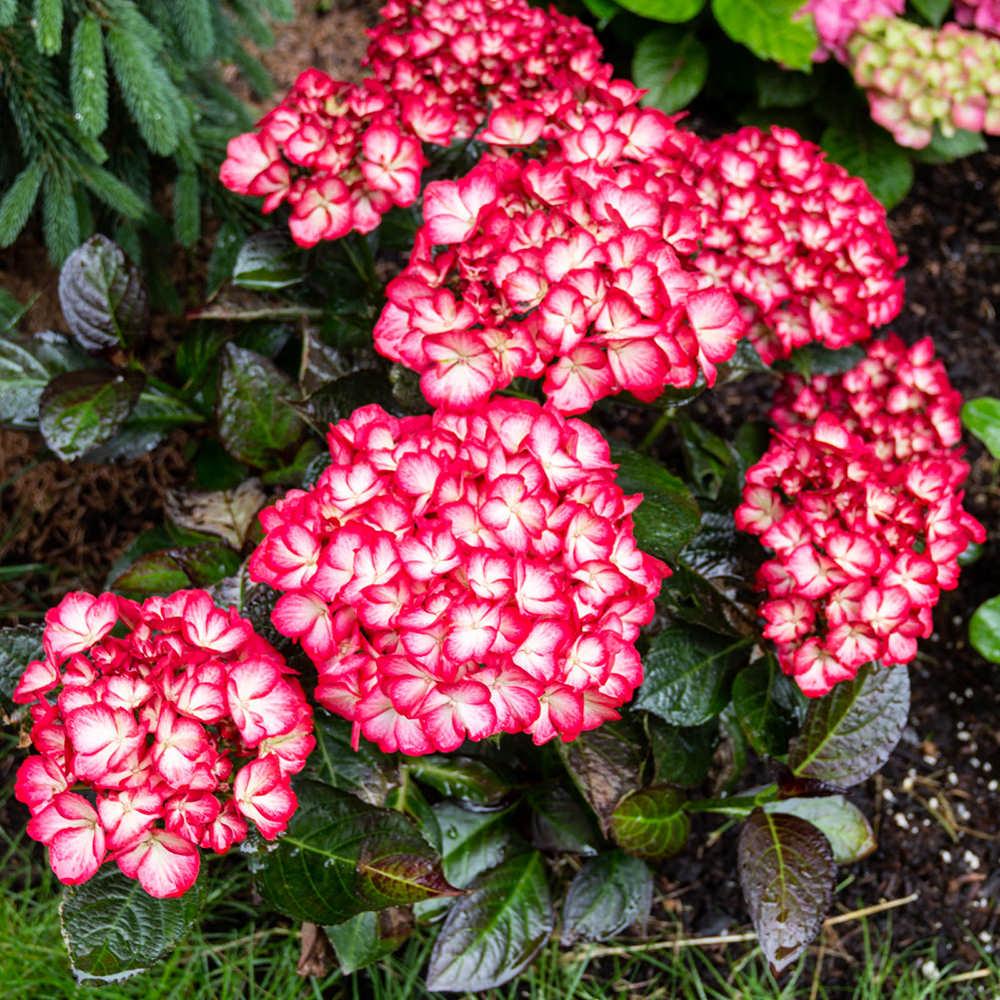 Hydrangea Macrophylla 'kimono' - View 6 from www redcrocus com