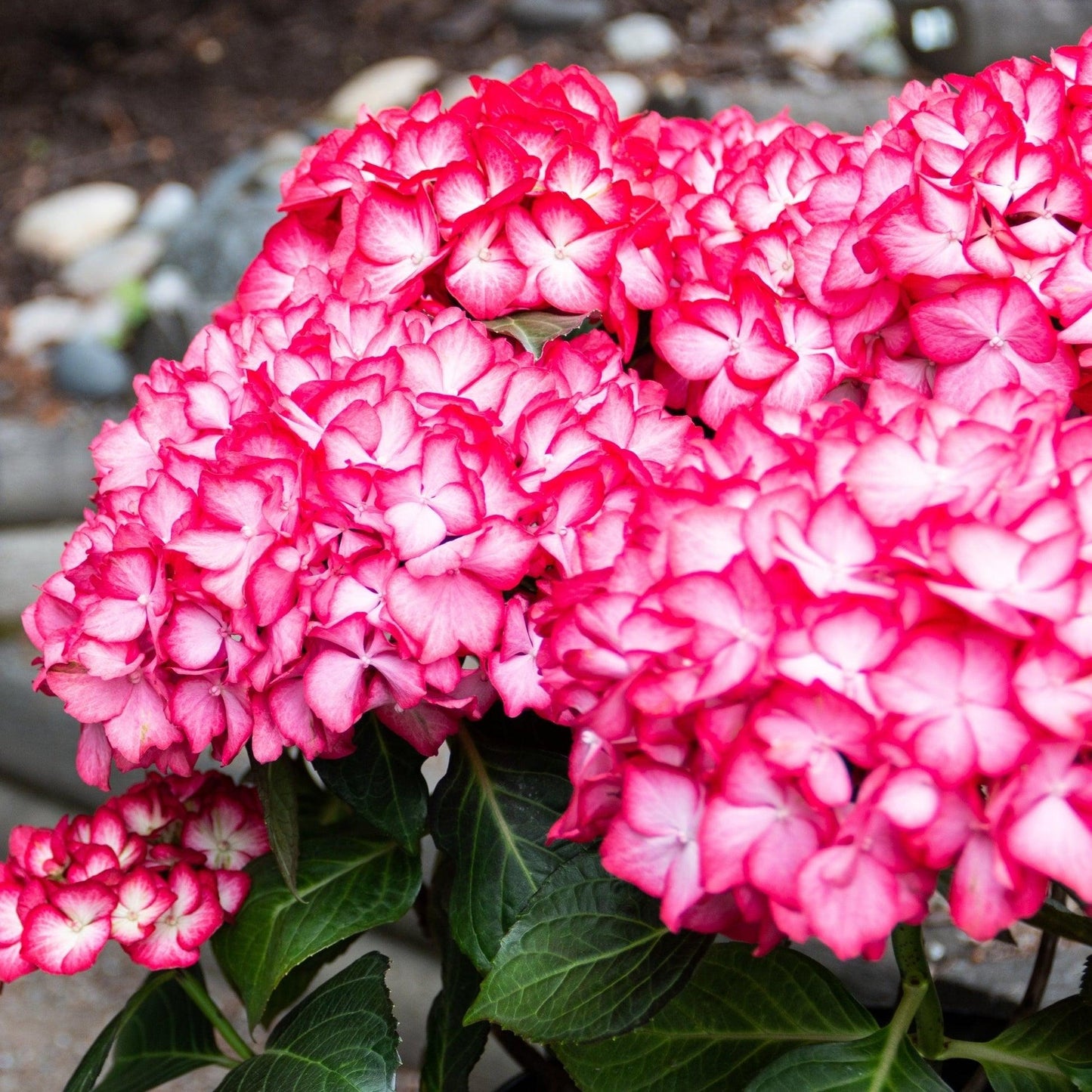 Hydrangea Macrophylla 'kimono' - View 7 from www redcrocus com