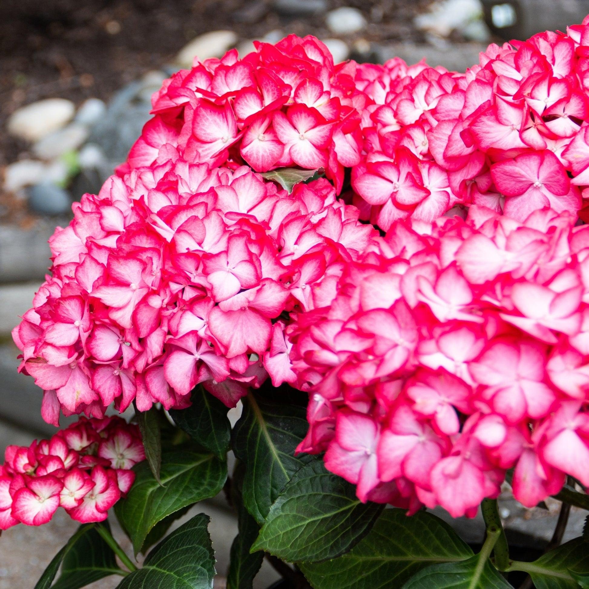 Hydrangea Macrophylla 'kimono' - View 7 from www redcrocus com