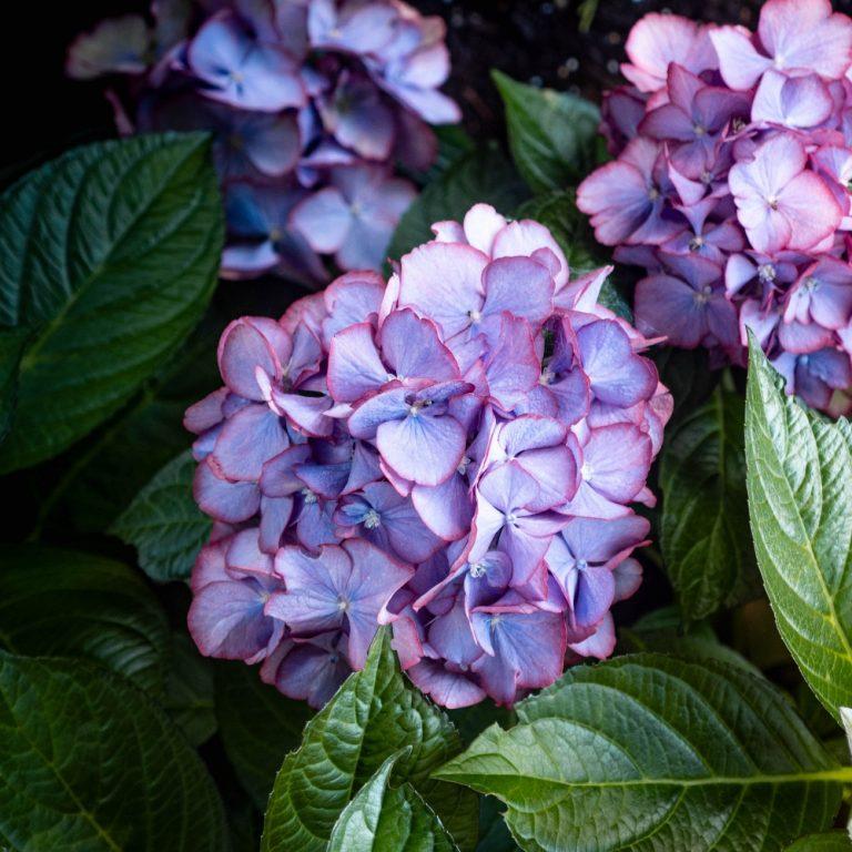 Hydrangea Macrophylla 'kimono' - View 8 from www redcrocus com