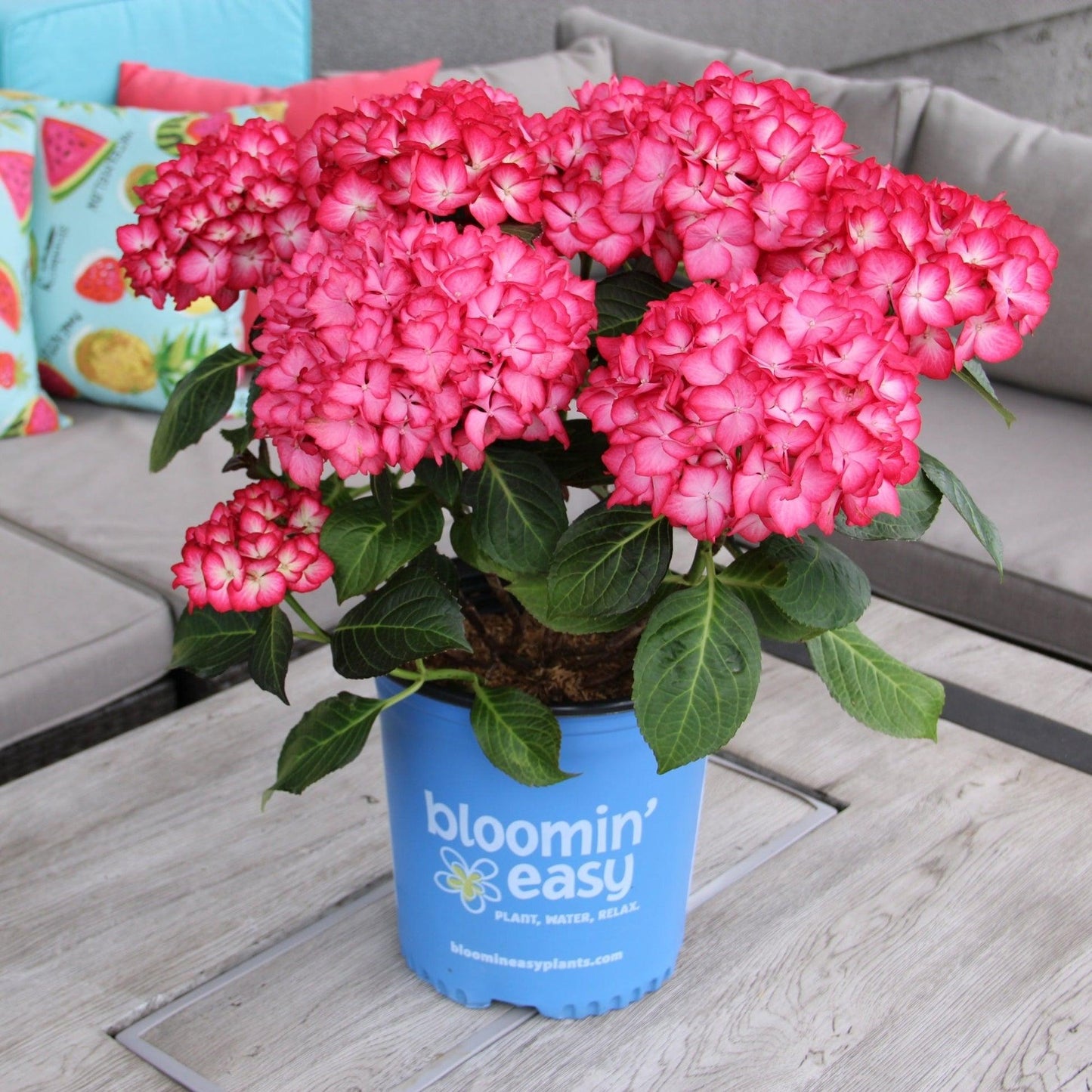 Hydrangea Macrophylla 'kimono' - View 9 from www redcrocus com