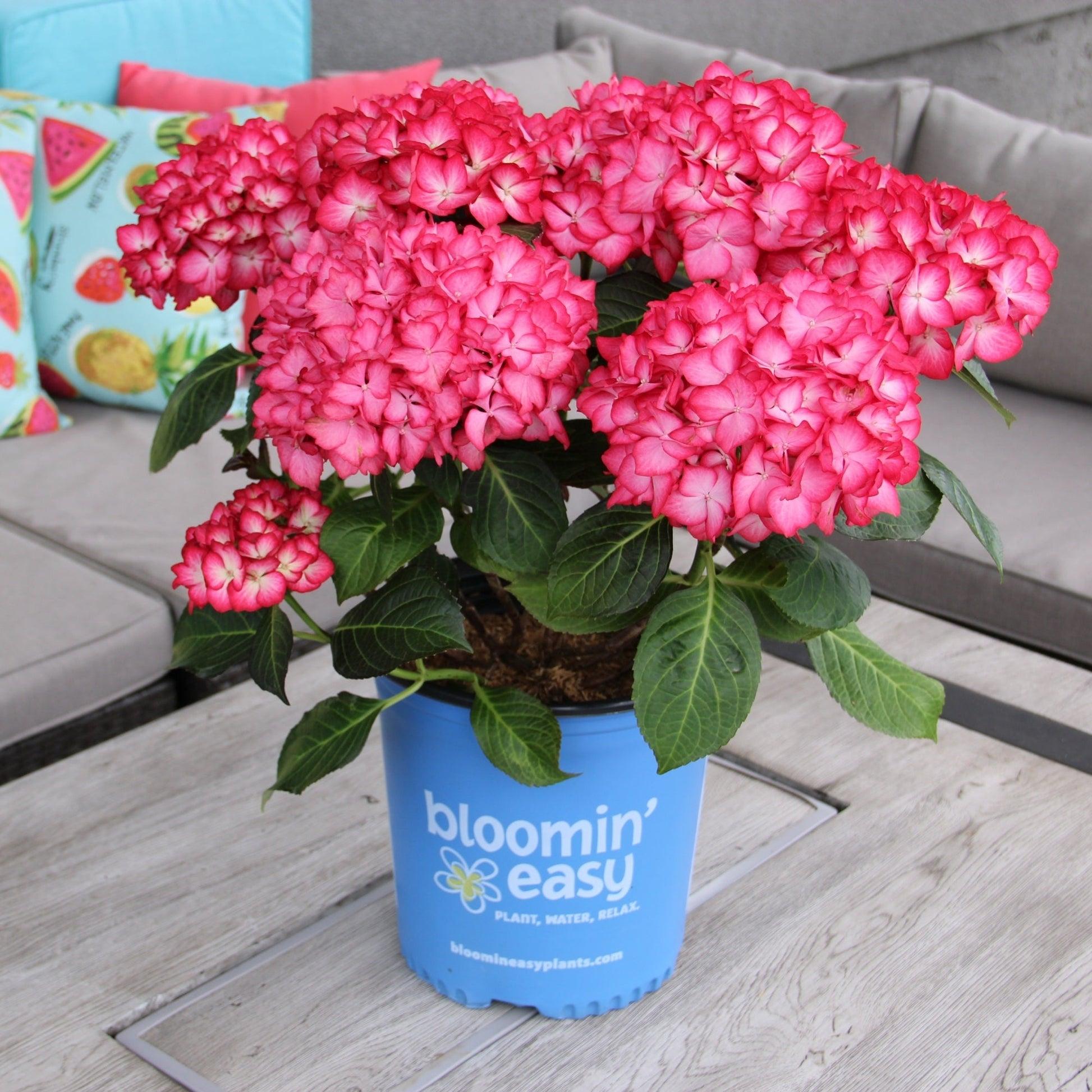 Hydrangea Macrophylla 'kimono' - View 9 from www redcrocus com