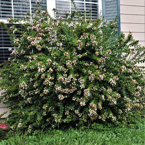 Abelia Grandiflora 'rose Creek' - View 11 from www redcrocus com
