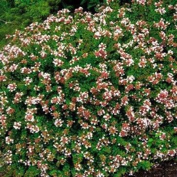 Abelia Grandiflora 'rose Creek' - View 13 from www redcrocus com