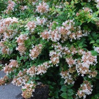 Abelia Grandiflora 'rose Creek' - View 14 from www redcrocus com