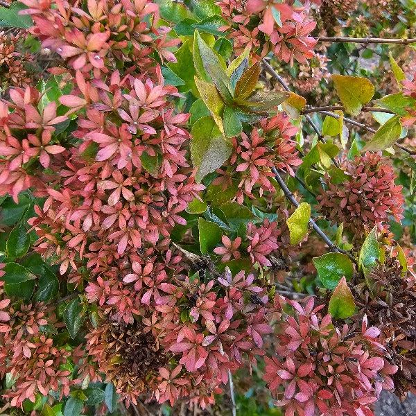 Abelia Grandiflora 'rose Creek' - View 15 from www redcrocus com