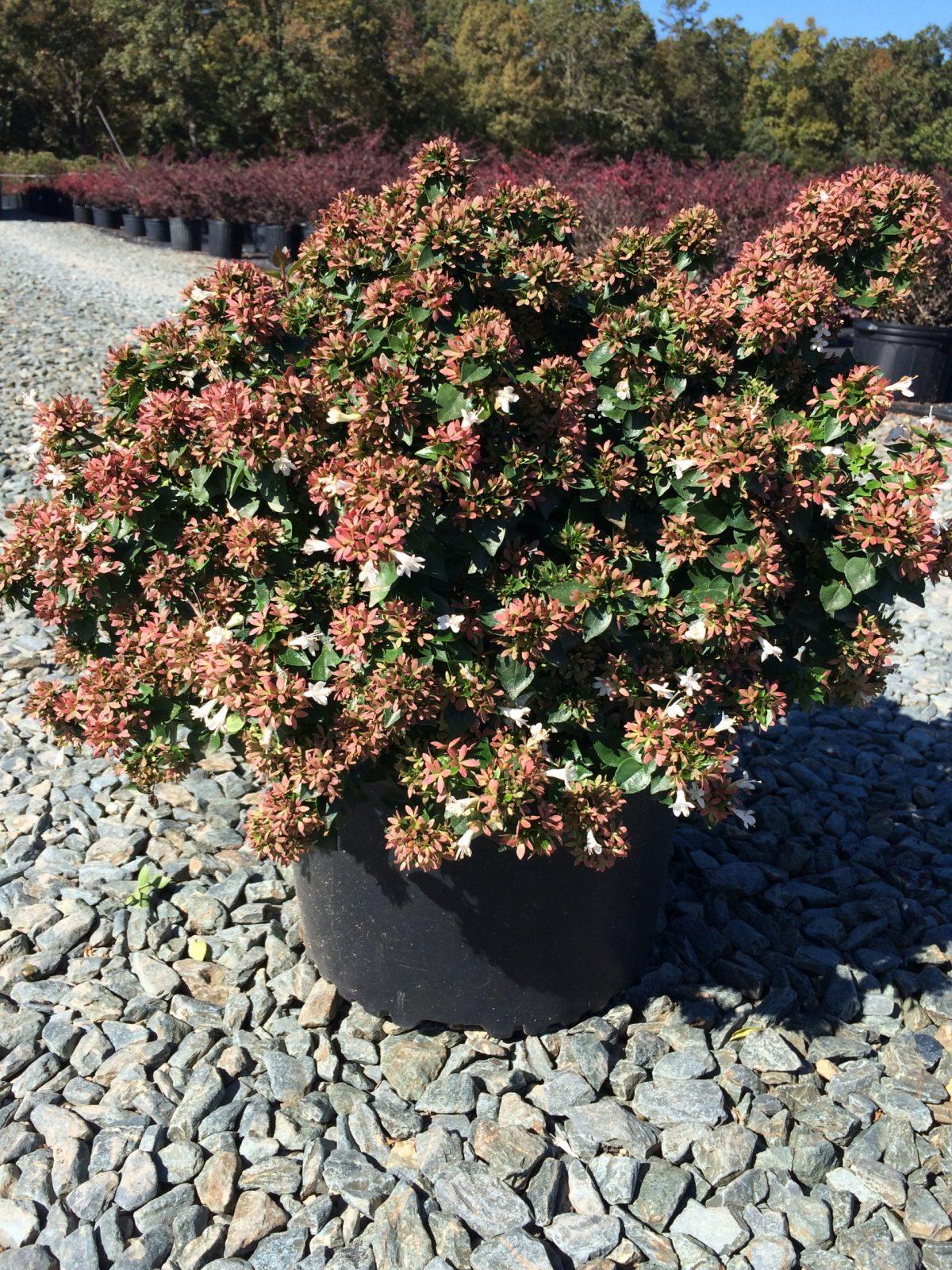 Abelia Grandiflora 'rose Creek' - View 16 from www redcrocus com
