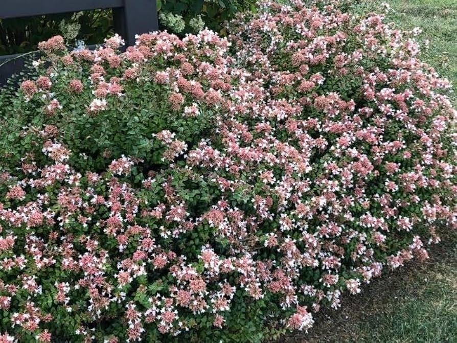 Abelia Grandiflora 'rose Creek' - View 17 from www redcrocus com