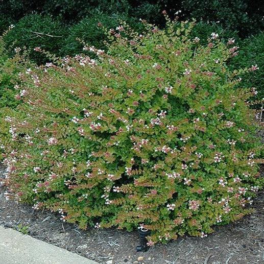 Abelia Grandiflora 'rose Creek' - View 19 from www redcrocus com