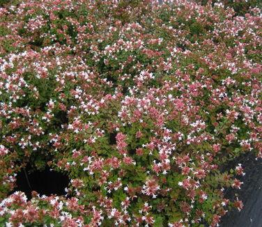 Abelia Grandiflora 'rose Creek' - View 1 from www redcrocus com