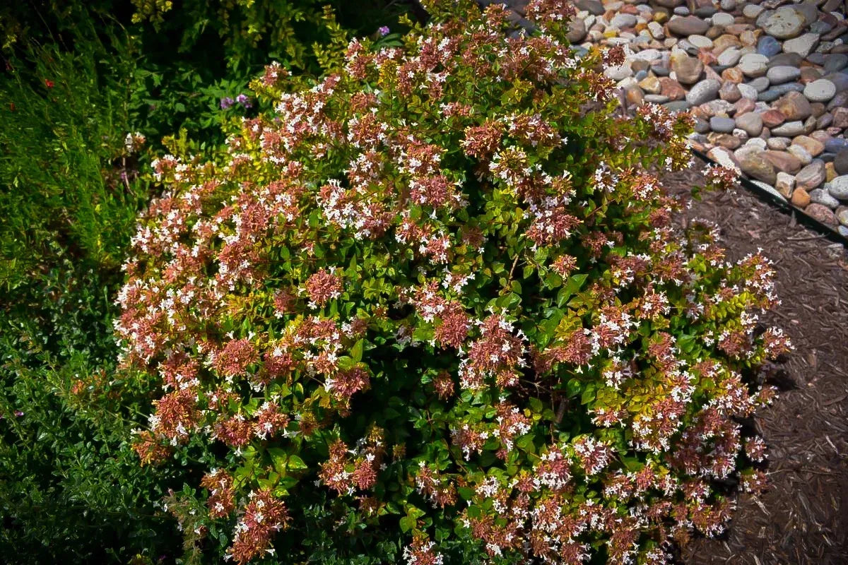 Abelia Grandiflora 'rose Creek' - View 20 from www redcrocus com