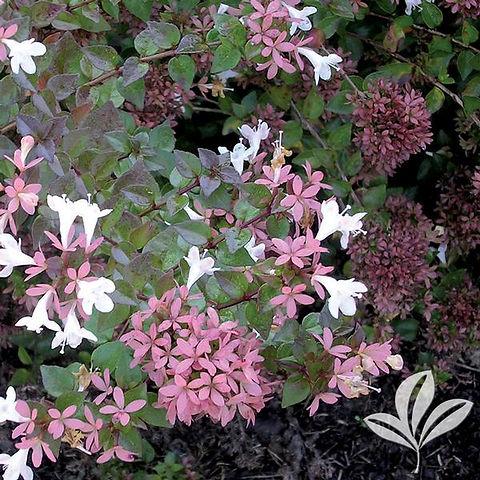 Abelia Grandiflora 'rose Creek' - View 22 from www redcrocus com