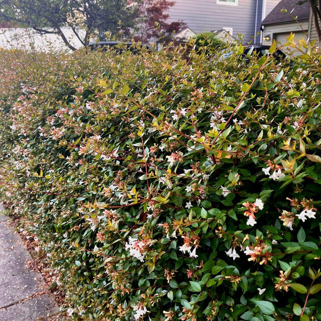 Abelia Grandiflora 'rose Creek' - View 24 from www redcrocus com