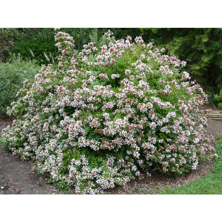 Abelia Grandiflora 'rose Creek' - View 25 from www redcrocus com