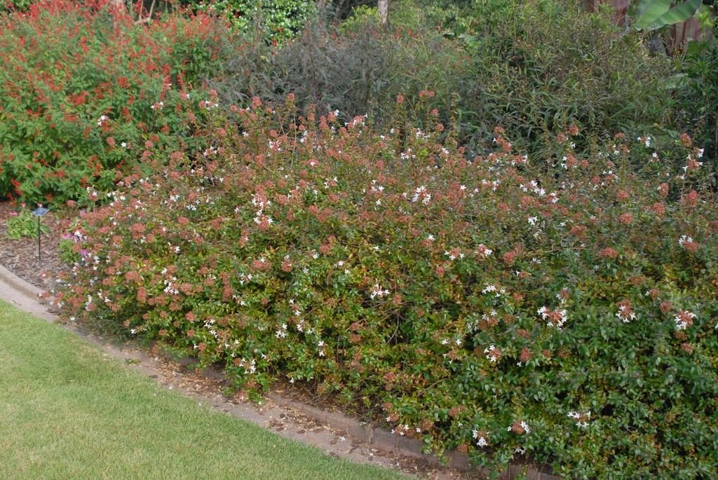 Abelia Grandiflora 'rose Creek' - View 26 from www redcrocus com
