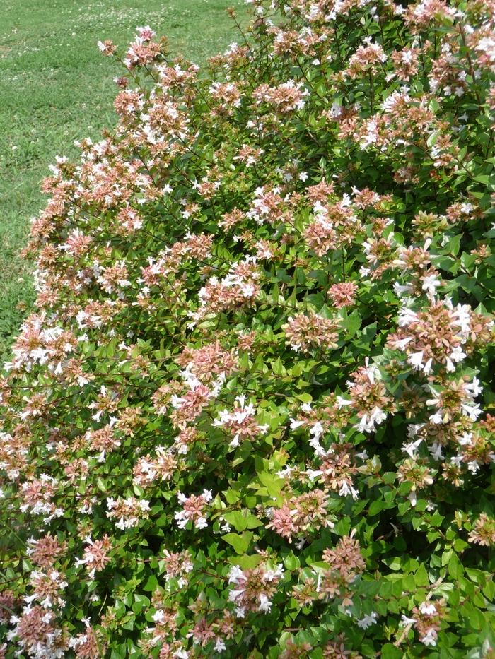 Abelia Grandiflora 'rose Creek' - View 27 from www redcrocus com