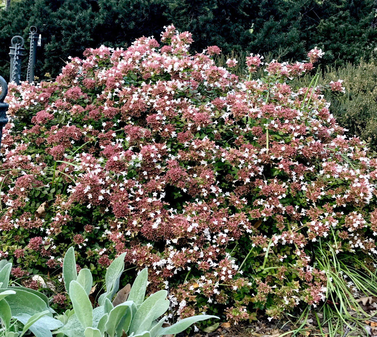 Abelia Grandiflora 'rose Creek' - View 28 from www redcrocus com