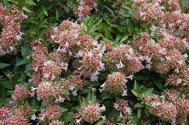 Abelia Grandiflora 'rose Creek' - View 29 from www redcrocus com