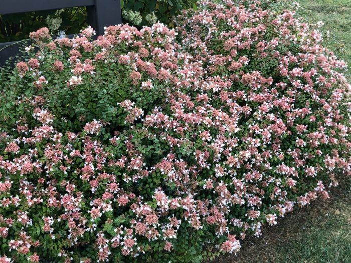 Abelia Grandiflora 'rose Creek' - View 2 from www redcrocus com