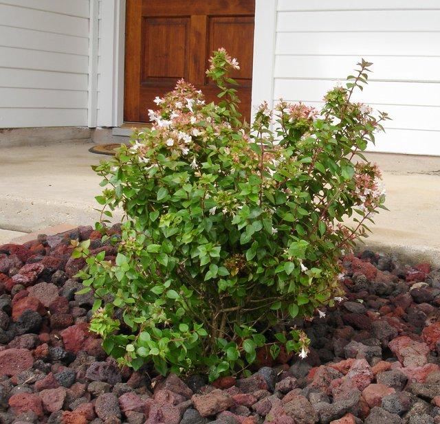 Abelia Grandiflora 'rose Creek' - View 30 from www redcrocus com