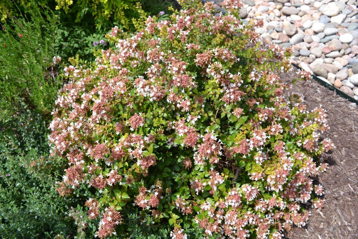 Abelia Grandiflora 'rose Creek' - View 32 from www redcrocus com