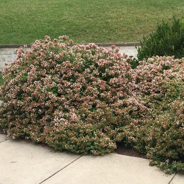 Abelia Grandiflora 'rose Creek' - View 6 from www redcrocus com
