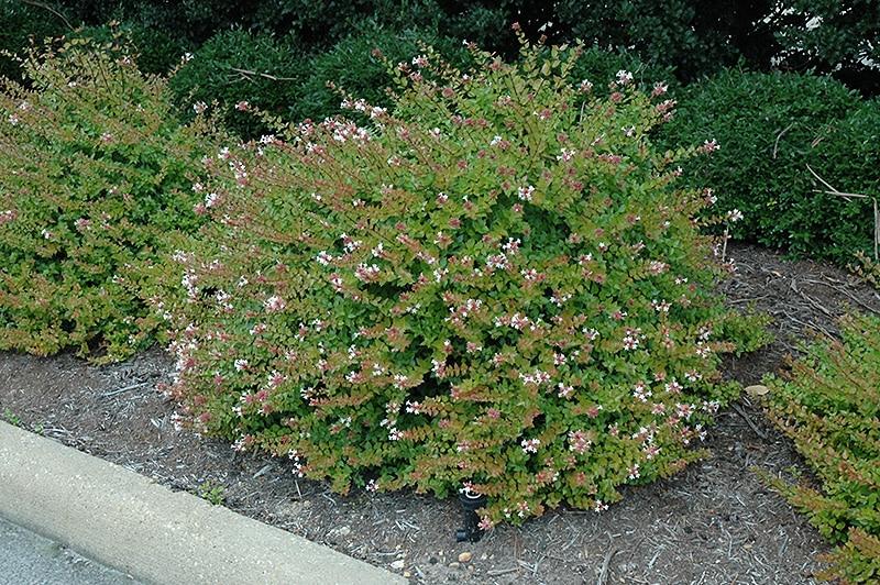 Abelia Grandiflora 'rose Creek' - View 8 from www redcrocus com