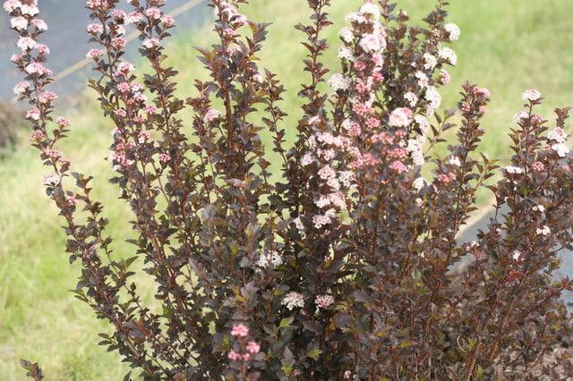 Physocarpus Opulifolius 'tiny Wine' - View 12 from www redcrocus com