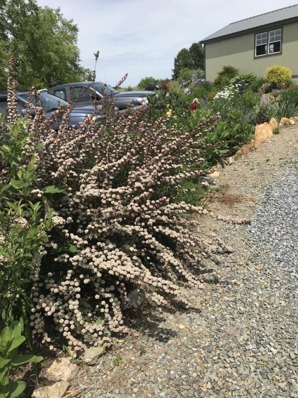Physocarpus Opulifolius 'tiny Wine' - View 17 from www redcrocus com