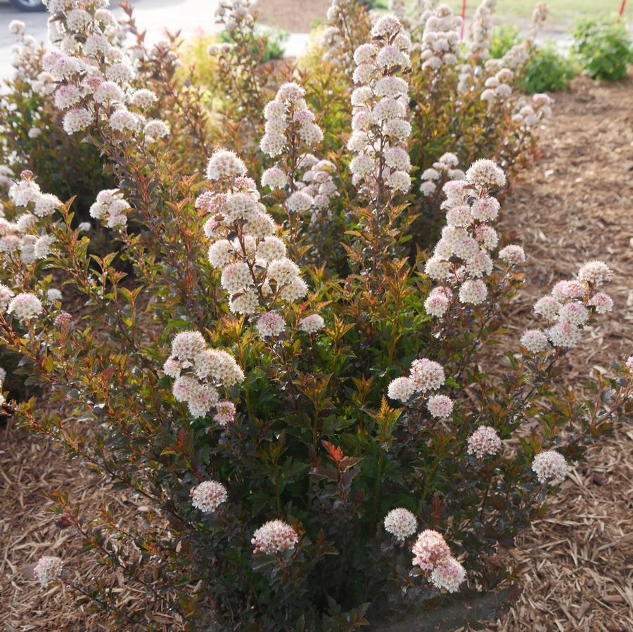 Physocarpus Opulifolius 'tiny Wine' - View 18 from www redcrocus com