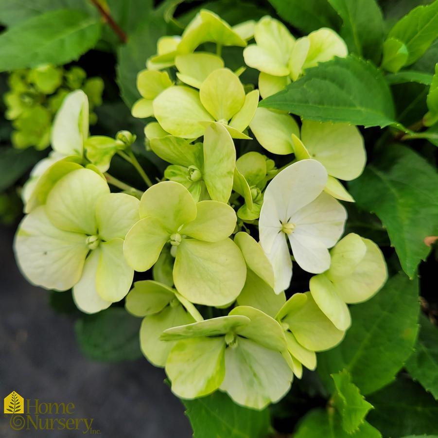 Hydrangea X 'fairytrail Bride' - View 15 from www redcrocus com