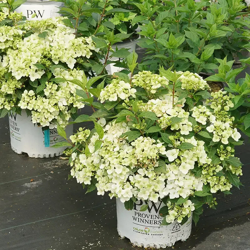 Hydrangea X 'fairytrail Bride' - View 37 from www redcrocus com