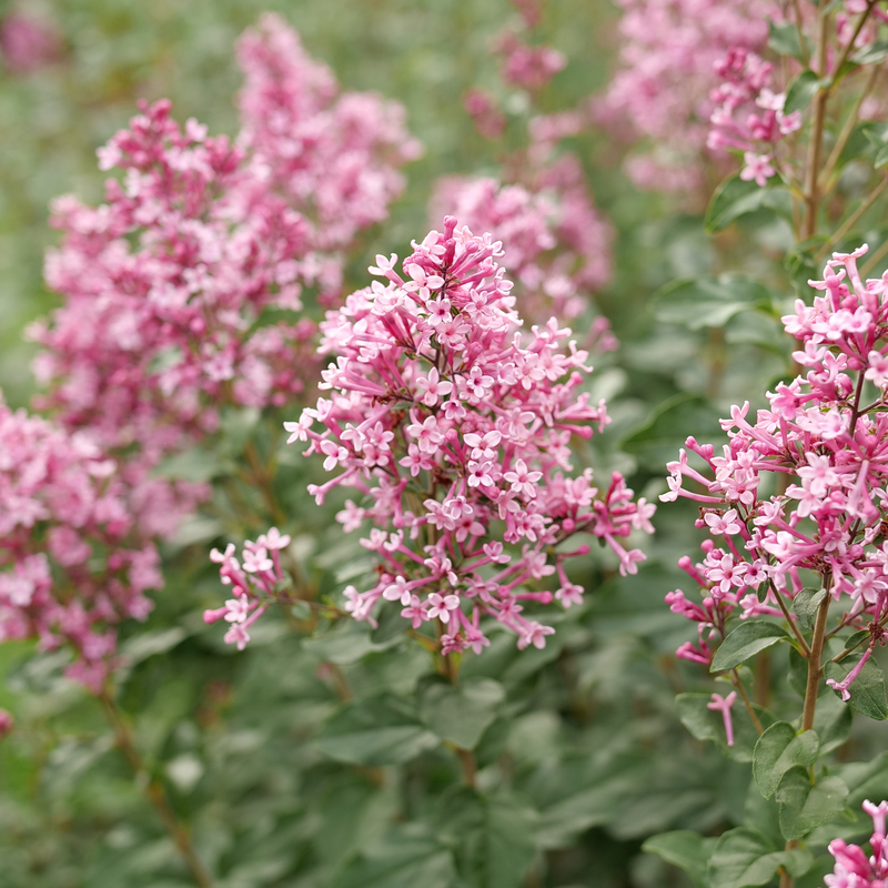 Syringa Bloomerang Ballet - View 13 from www redcrocus com