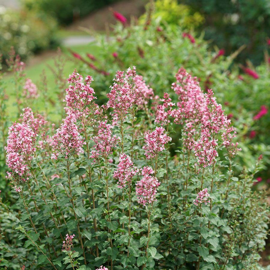Syringa Bloomerang Ballet - View 14 from www redcrocus com