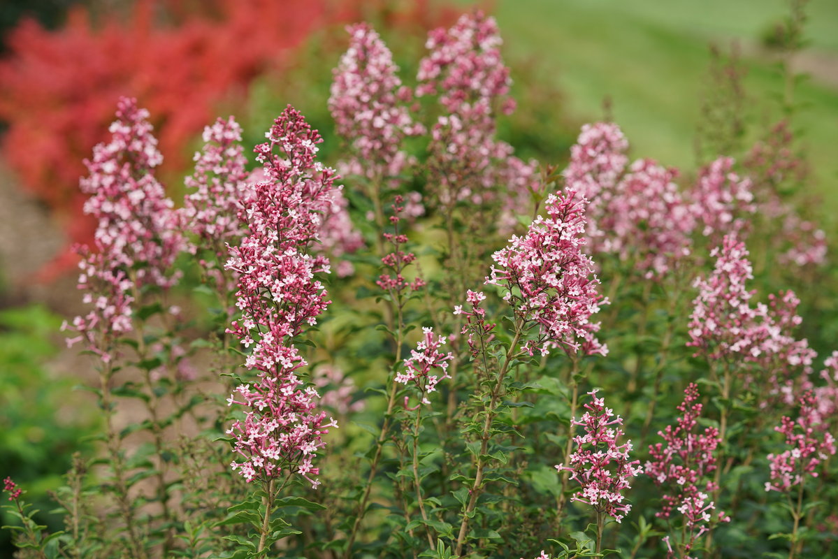 Syringa Bloomerang Ballet - View 15 from www redcrocus com