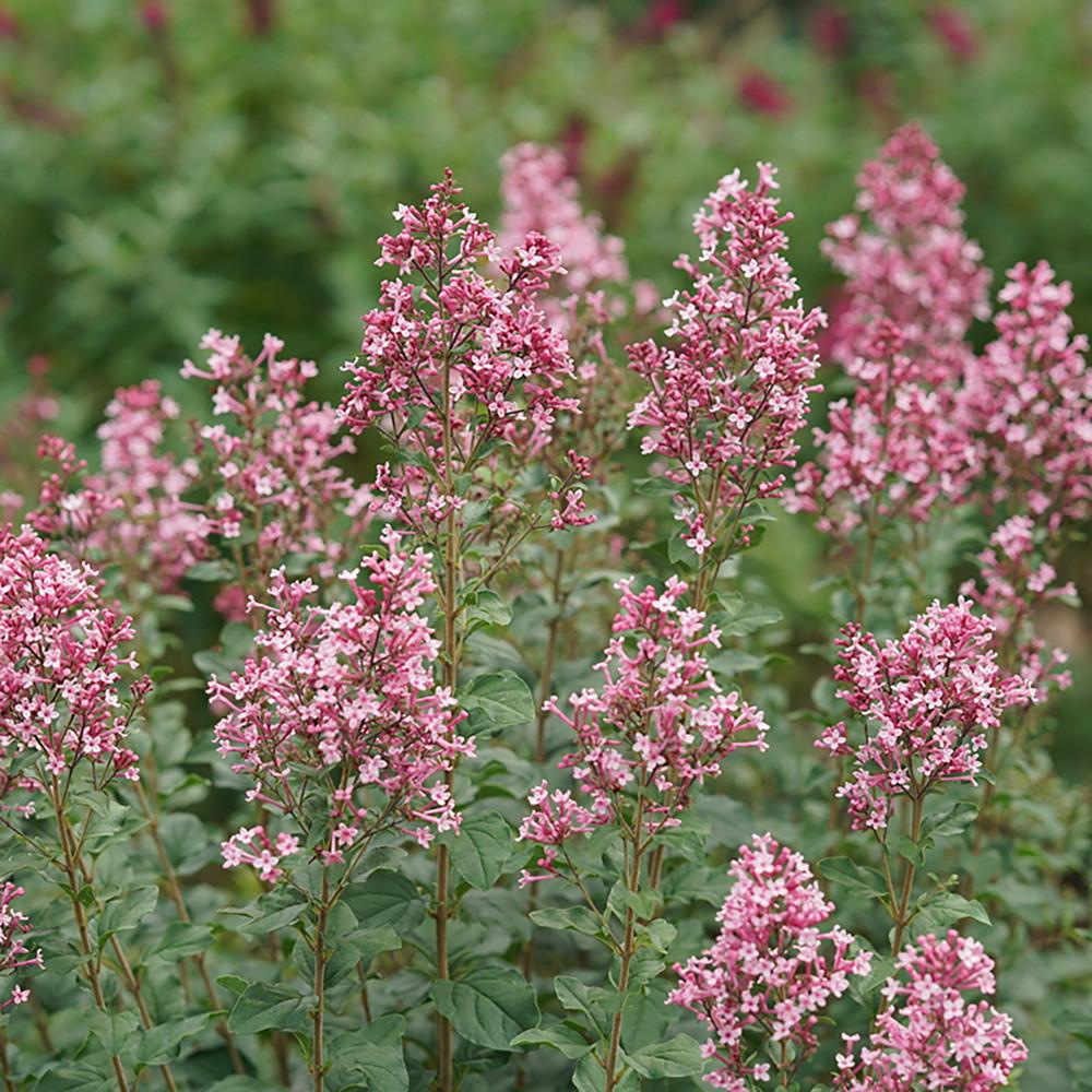 Syringa Bloomerang Ballet - View 16 from www redcrocus com