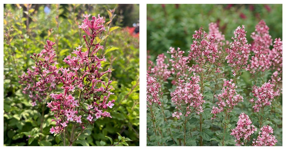 Syringa Bloomerang Ballet - View 19 from www redcrocus com