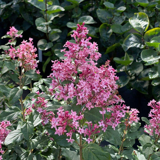 Syringa Bloomerang Ballet - View 1 from www redcrocus com