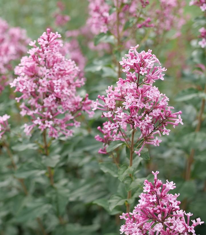Syringa Bloomerang Ballet - View 4 from www redcrocus com