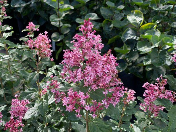 Syringa Bloomerang Ballet - View 7 from www redcrocus com