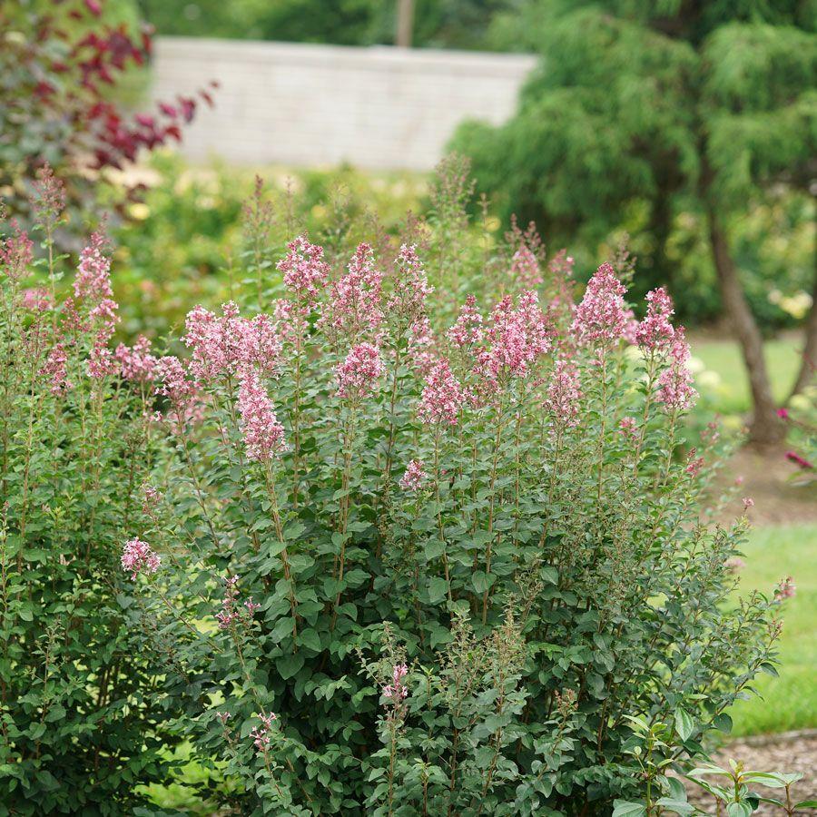 Syringa Bloomerang Ballet - View 9 from www redcrocus com