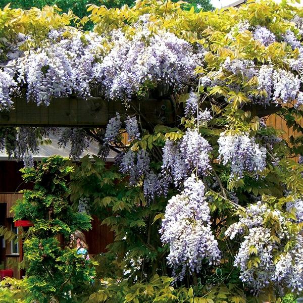 Wisteria Macrostachya Blue Moon - View 15 from www redcrocus com