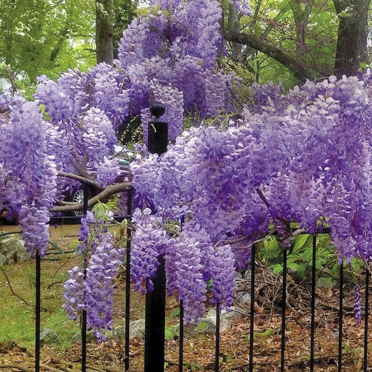 Wisteria Macrostachya Blue Moon - View 1 from www redcrocus com