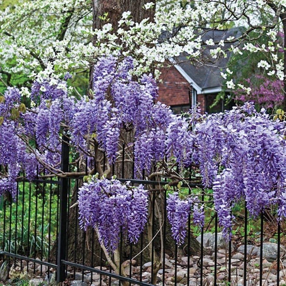 Wisteria Macrostachya Blue Moon - View 6 from www redcrocus com
