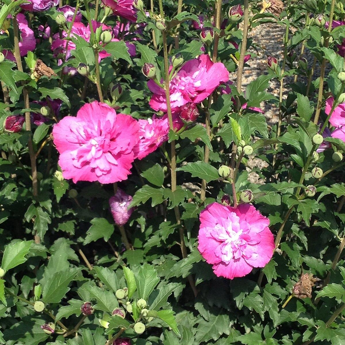 Hibiscus Syriacus Smoothie Fusion - View 7 from www redcrocus com