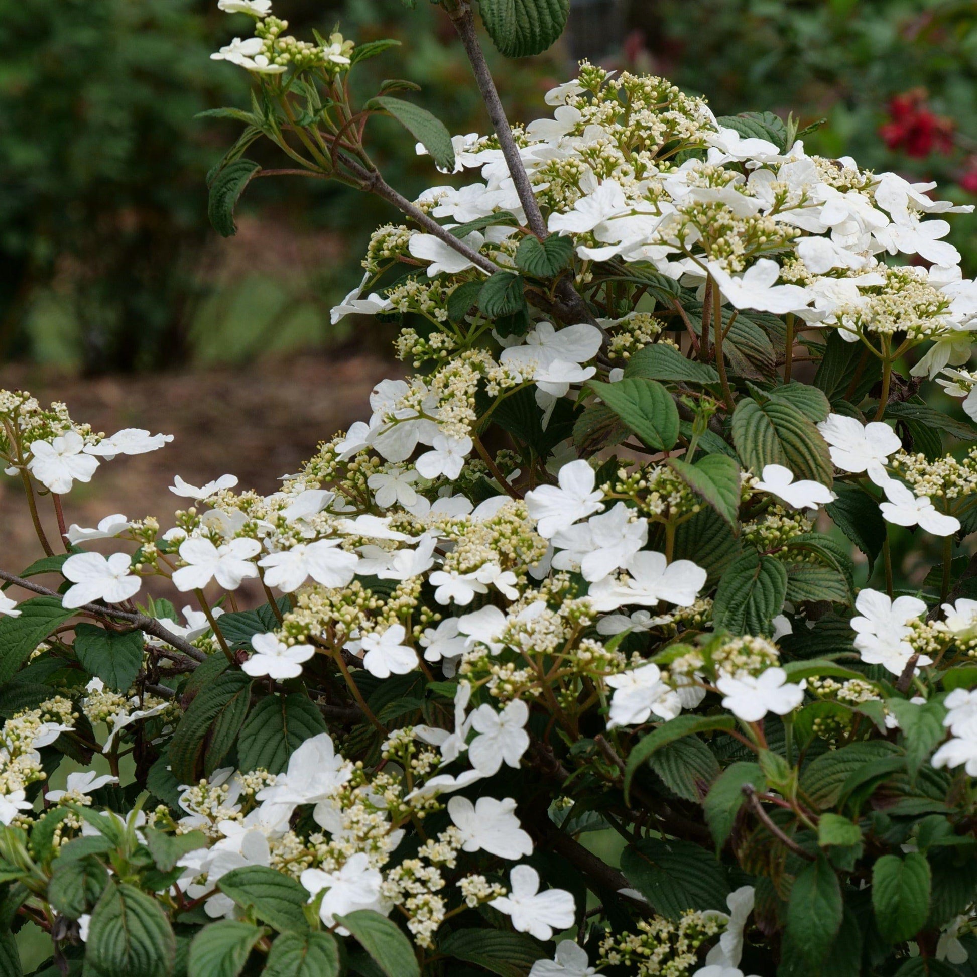 Viburnum Plicatum Var  Tomentosum Steady Eddy - View 10 from www redcrocus com